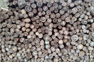 Holzstämme (Archiv)