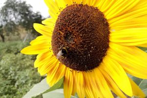 Hummel bestäubt Sonnenblume (Archiv)