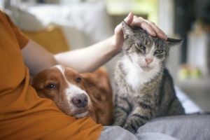 Hunde und Katzen halten im Alter das Gehirn fit – Vögel und Fische aber nicht