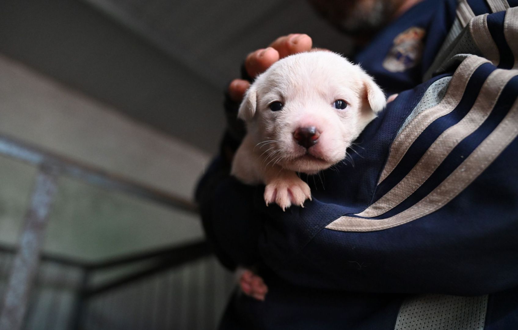 Hunderetter in China