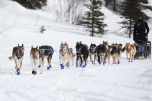 Iditarod-Schlittenhunderennen