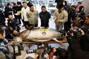 Japanische Thunfisch-Auktion