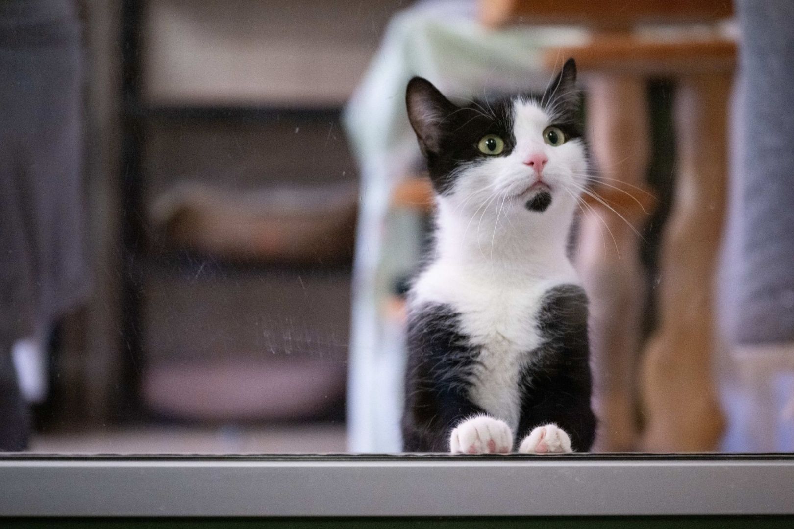 Katze