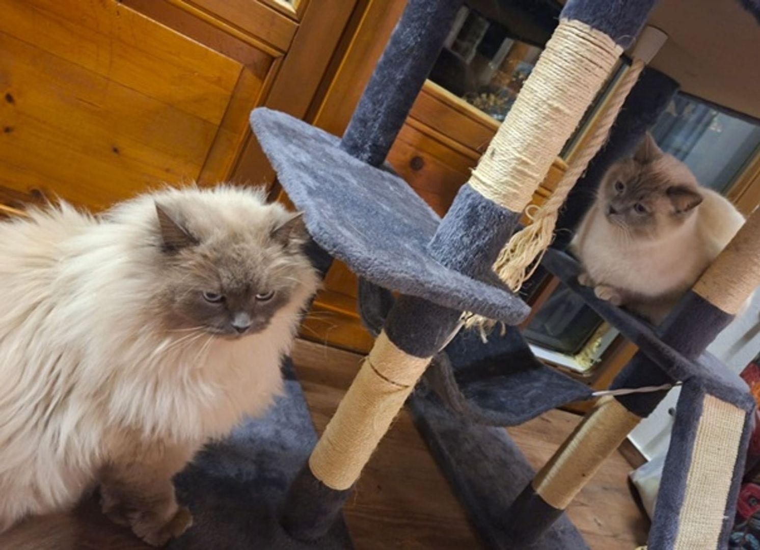 Katzen nach Diebstahl wieder vereint