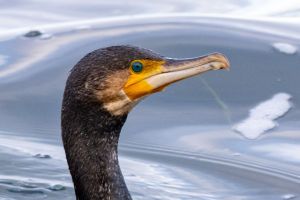 Kormoran