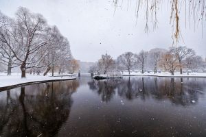 Kostenloses Stock Foto zu äste, bäume, bedeckt