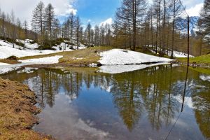 kostenloses stock foto zu alpin, bäume, blauer himmel