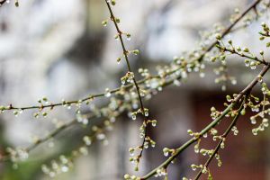 kostenloses stock foto zu ast, äste, baum