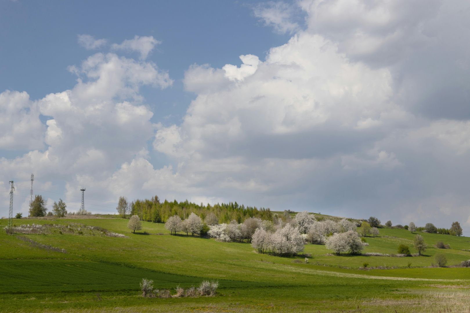 kostenloses stock foto zu außerorts, bäume, bewölkter himmel
