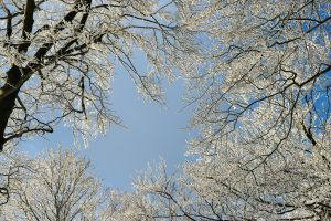 Kostenloses Stock Foto zu bäume, baumspitzenspitzen, blau