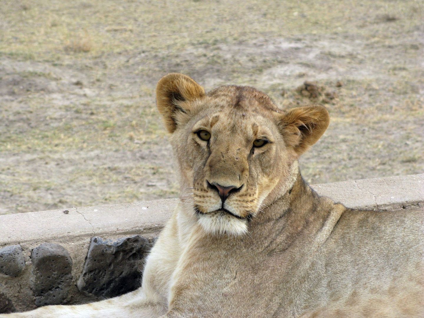 Löwen in Kenia