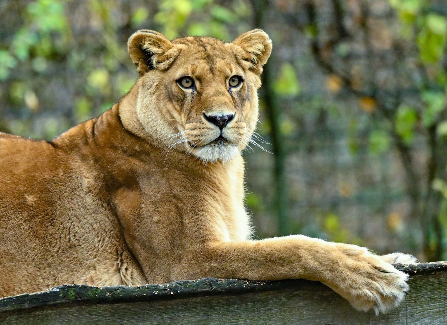 Löwen in Zoo in Neuseeland sollen eingeschläfert werden