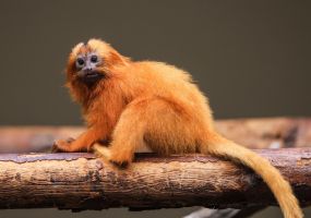 Löwenäffchen im Zoo in Köln