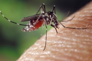 Malaria-Impfung mit Moskitos: Manipulierte Parasiten mobilisieren das Immunsystem