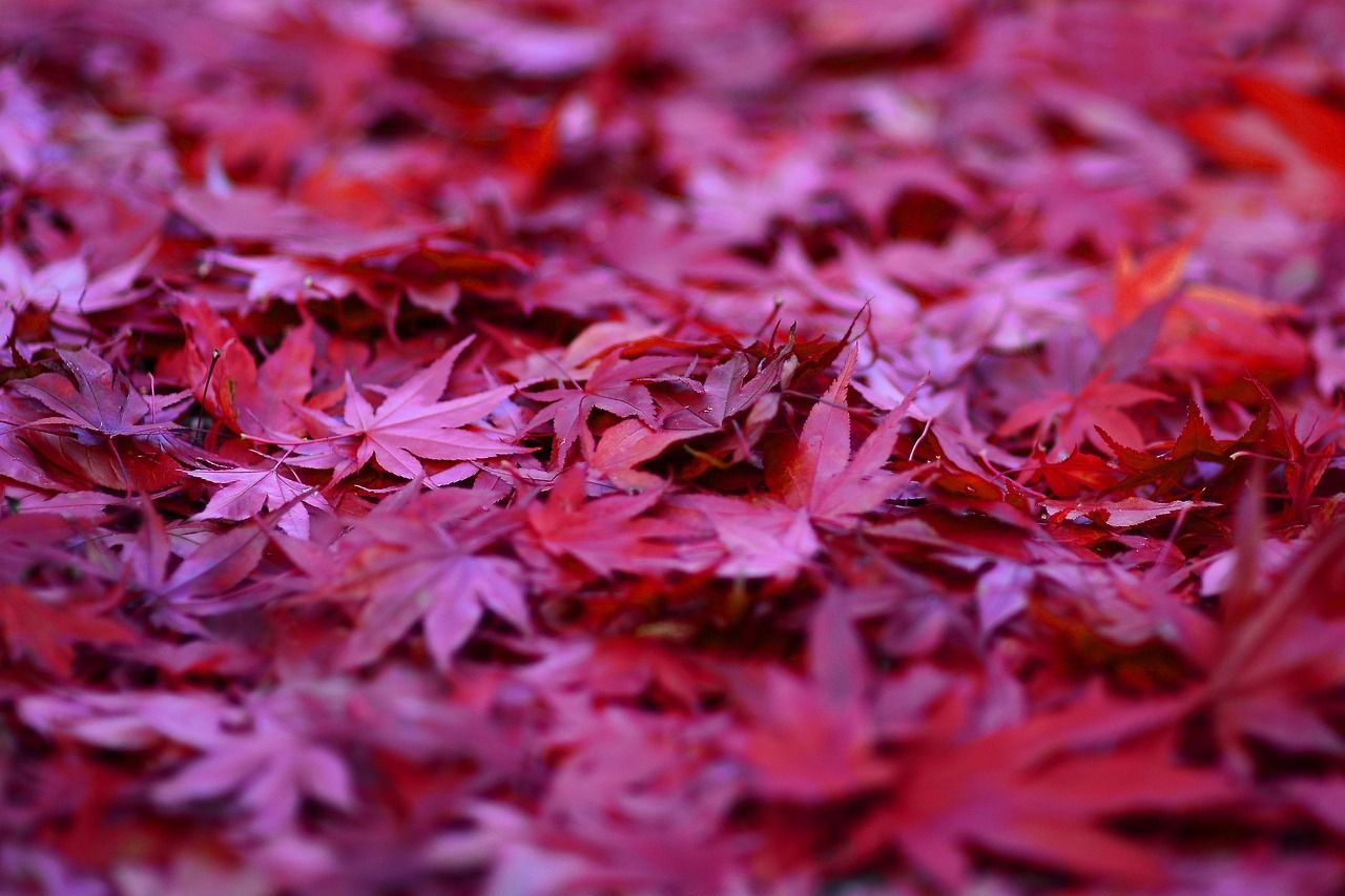 maple, ahorn, red maple, ahornblatt, leaf, makro, leaves, nature, autumn, herbst