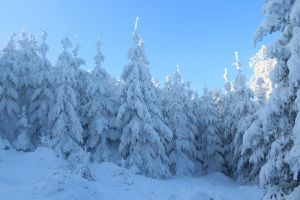 Mit Schnee Bedeckte Kiefern