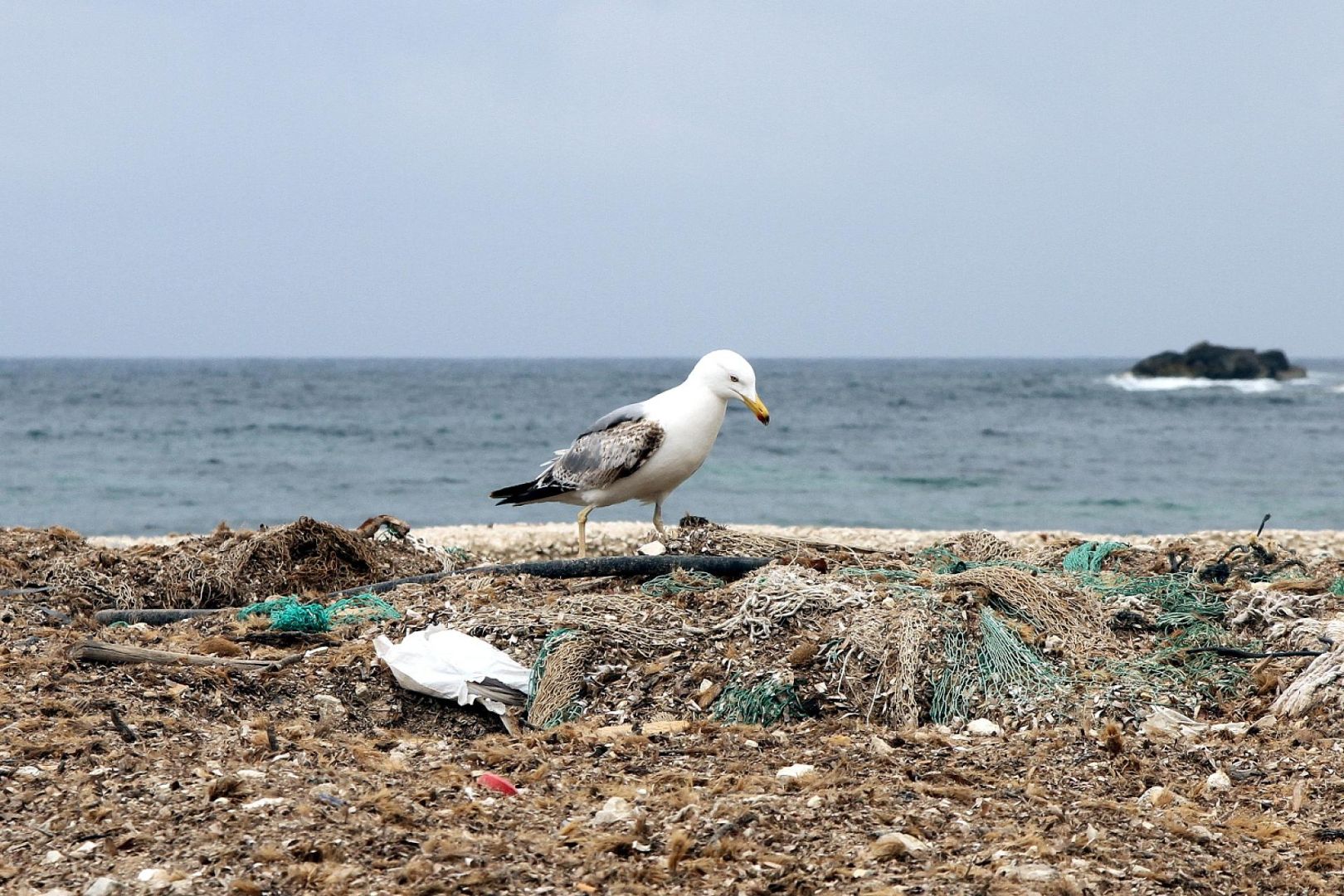 Möwe auf einem Müllhaufen am Meer