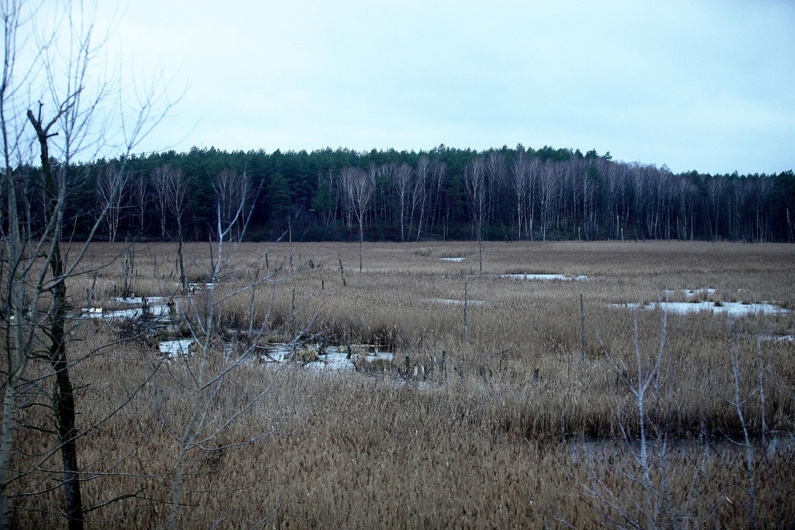 Moorlandschaft (Archiv)