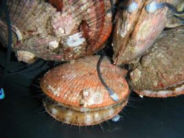 Muscheln überwachen die Wasserqualität: Schalen bewegen sich analog zur Schadstoffbelastung