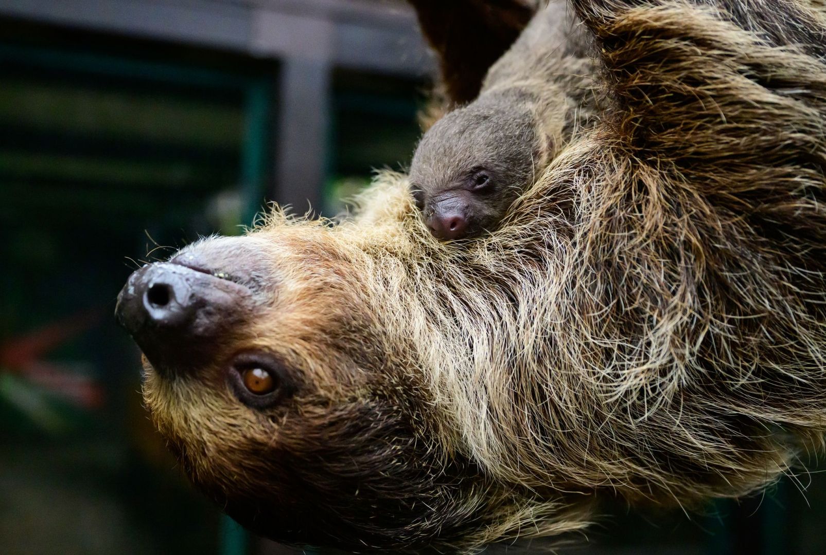 Nachwuchs bei den Faultieren im Vogelpark Walsrode
