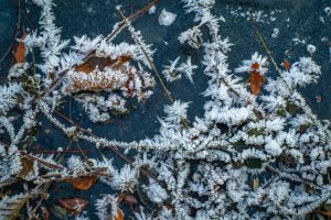 Nahaufnahme von frostbedeckten Blättern und Zweigen, die im Winter komplizierte Eismuster aufweisen.