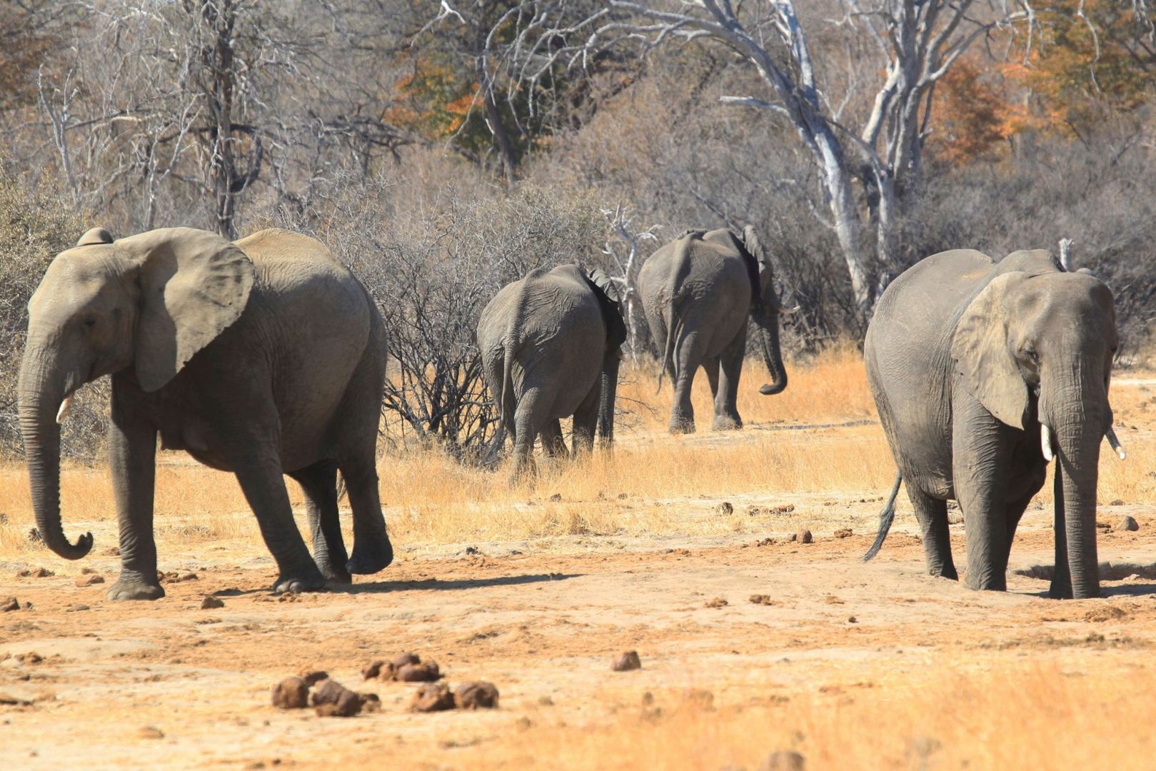 Nationalpark in Simbabwe