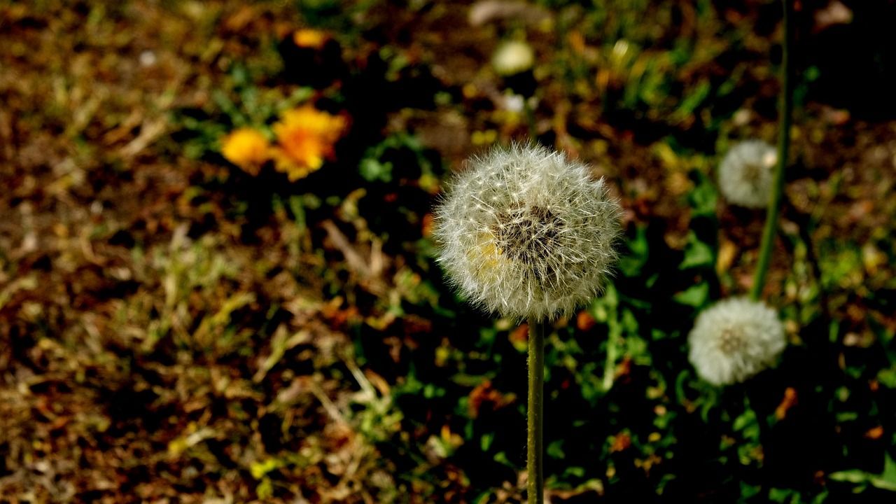 natur, blume, frühling, blumen, sommer, flora, löwenzahn