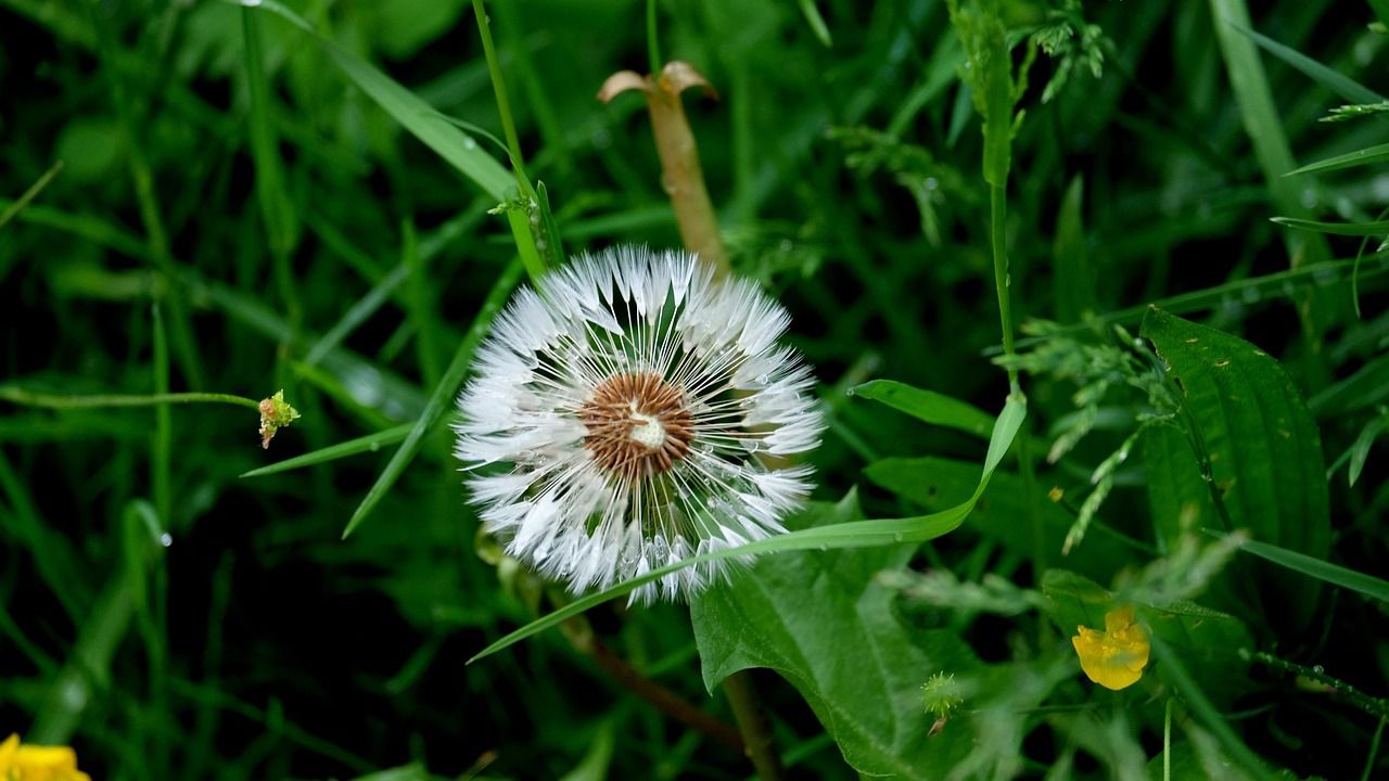 natur, blume, pflanze, frühling, garten, flora