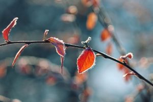 nature, frost, foliage