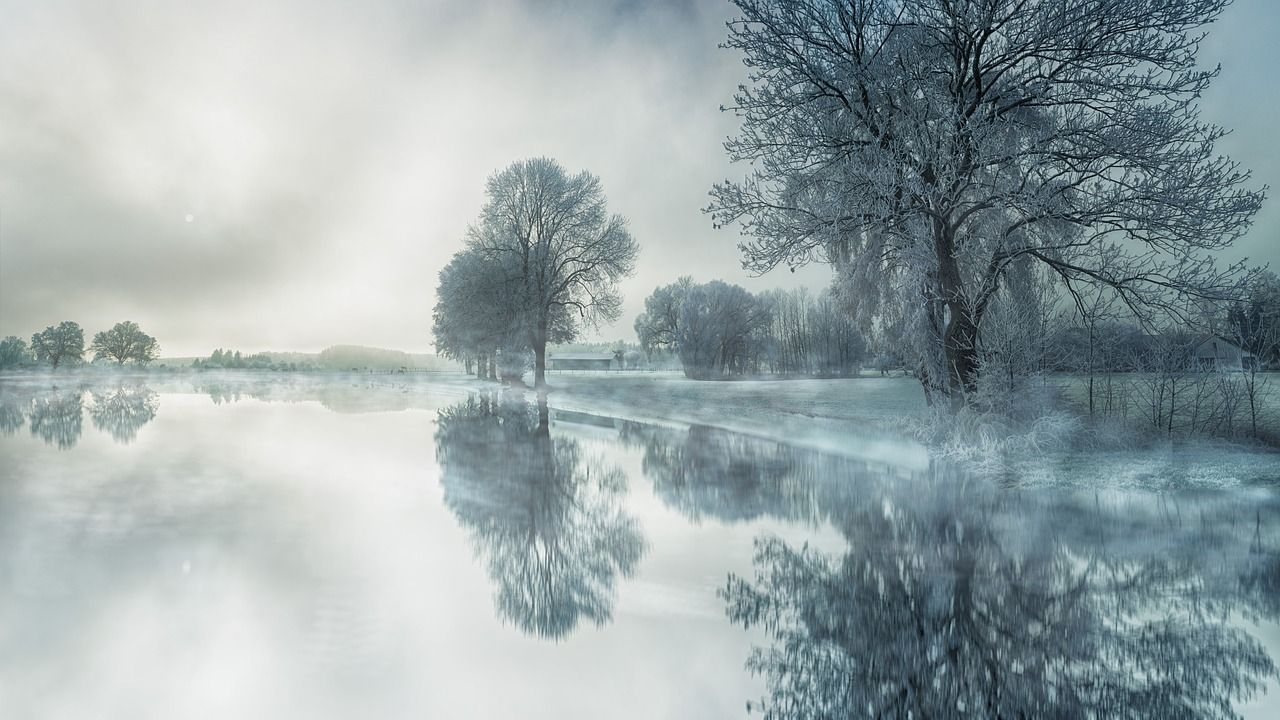 nature, tree, fog