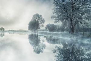 nature, tree, fog