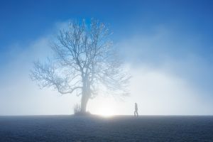 nature, winter, tree