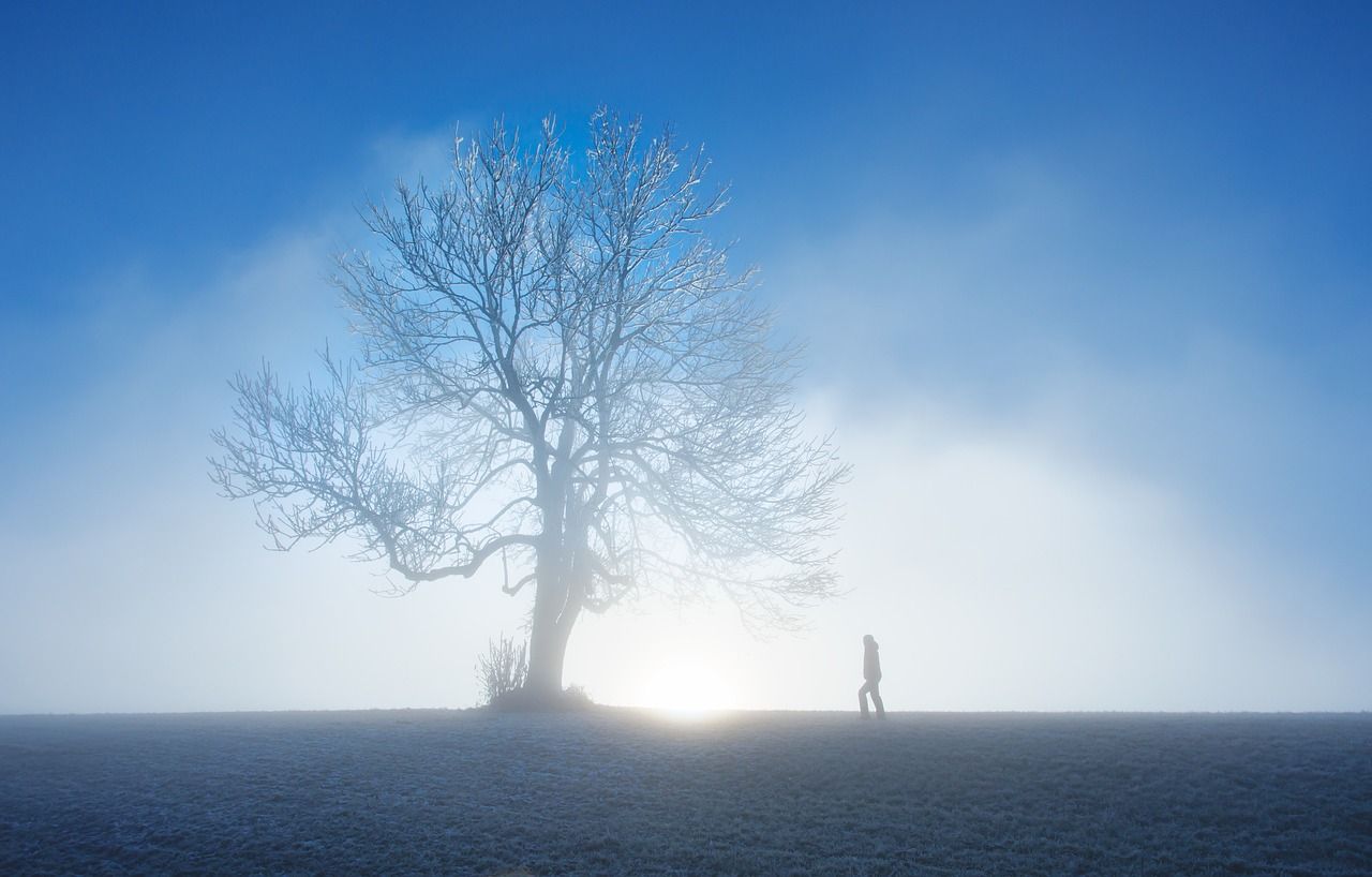 nature, winter, tree