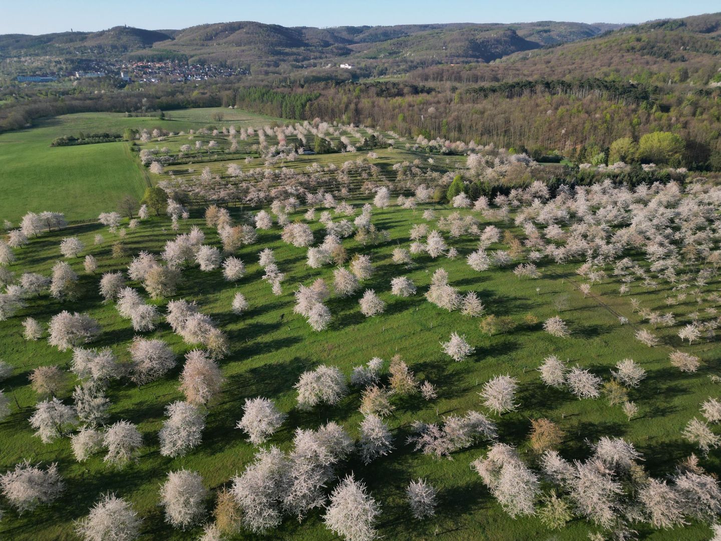 Obstbäume blühen im Harz - Wetter