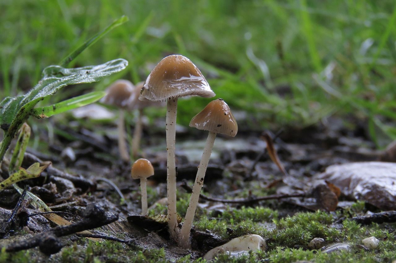 paddenstoel, herfst, mushroom