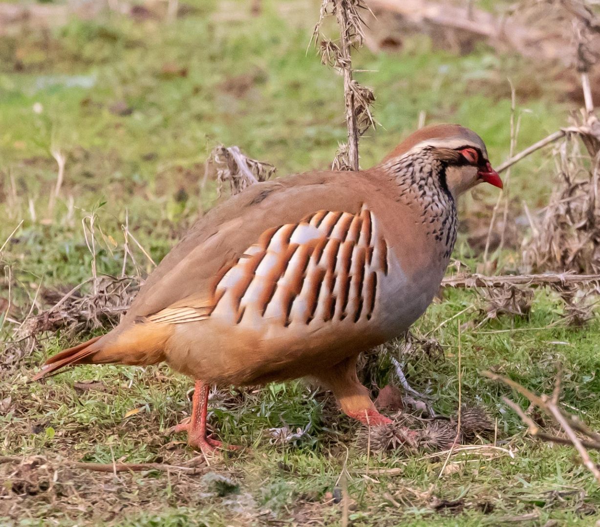 partridge, game bird, game, delicacy, brown gaming, brown game, brown games, partridge, partridge, partridge, partridge, partridge
