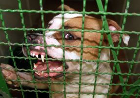 Pitbull verletzt Herrchen schwer