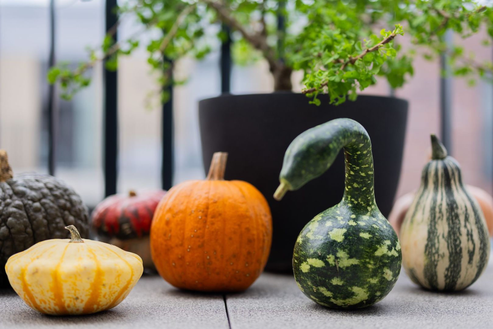 Populärer Pumpkin: Der kolossale Kürbis-Boom