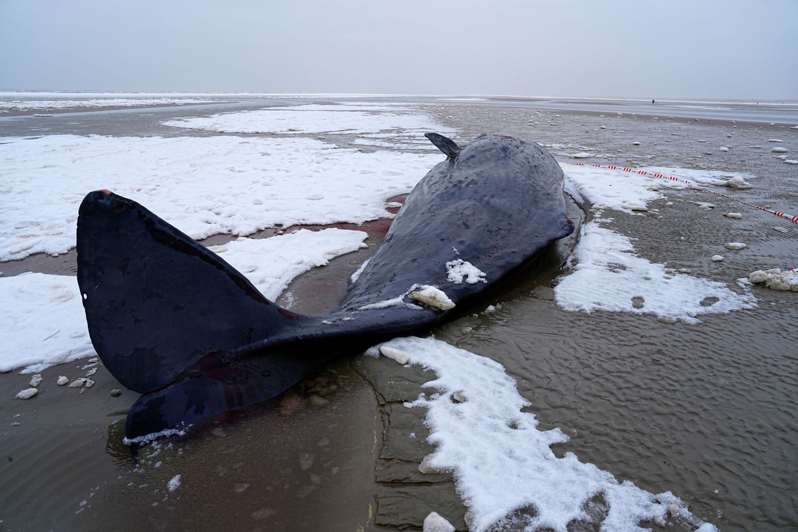Pottwal in Dänemark gestrandet