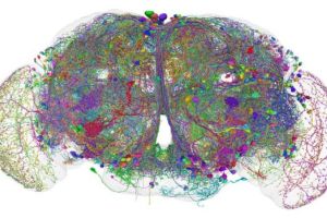 Premiere: Erster Schaltplan eines kompletten Gehirns erstellt