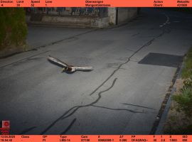 Rasende Ente in der Radarfalle