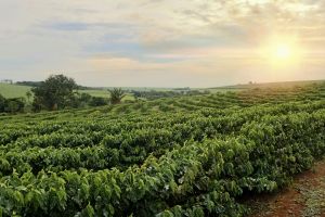 Rekordpreise für Kakao und Kaffee: Klimawandel, Krankheiten und Regulierung belasten die Märkte