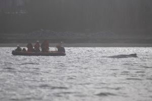 Rettungsaktion für Buckelwal in Wismarer Bucht