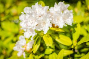 Rhododendronparkfest Graal-Müritz – Frühlingszauber an der Ostseeküste