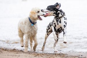 Risikogerechter Schutz für jeden Hund
