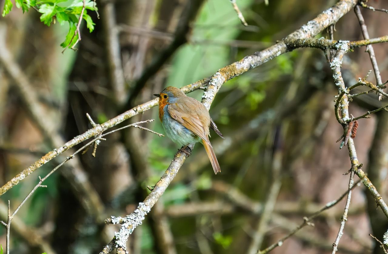 robin, vogel, vogelbeobachtung, tierwelt, singvogel, ornithologie, tier, federn, gefieder, schnabel