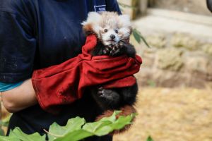 Roter Panda gestorben: Zoo gibt Feuerwerk die Schuld