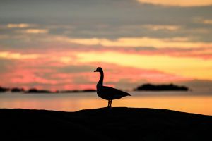 Ruhige Silhouette einer Gans vor einem strahlenden Sonnenaufgang in Stamford, Connecticut.