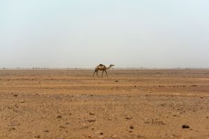 Sahara im Niger