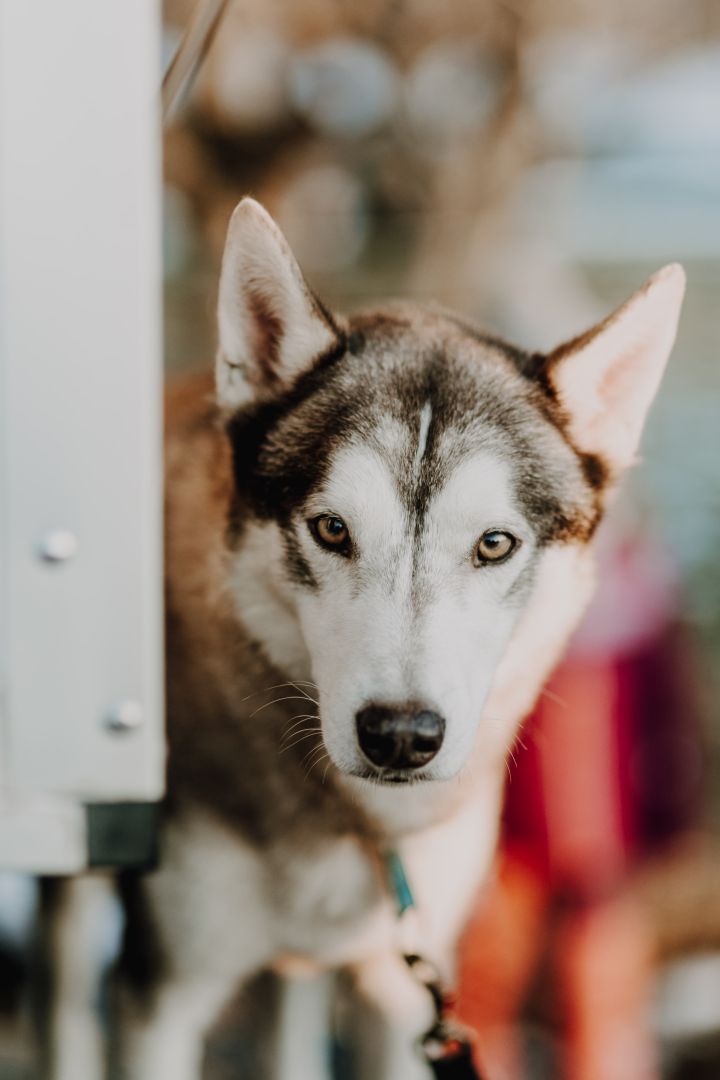 Schlittenhunderennen des Oberharzer Schlittenhunde Adventures fällt leider erneut aus - aufgrund unsicherer Schneelage